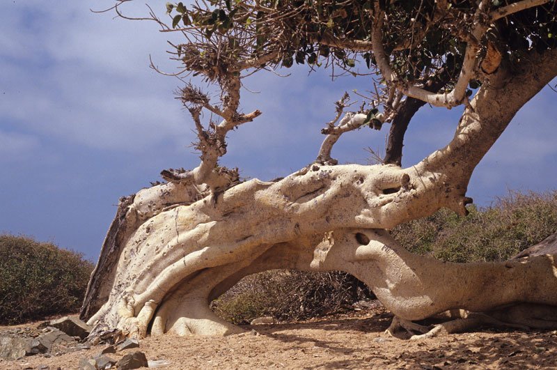 Fig Tree Beach