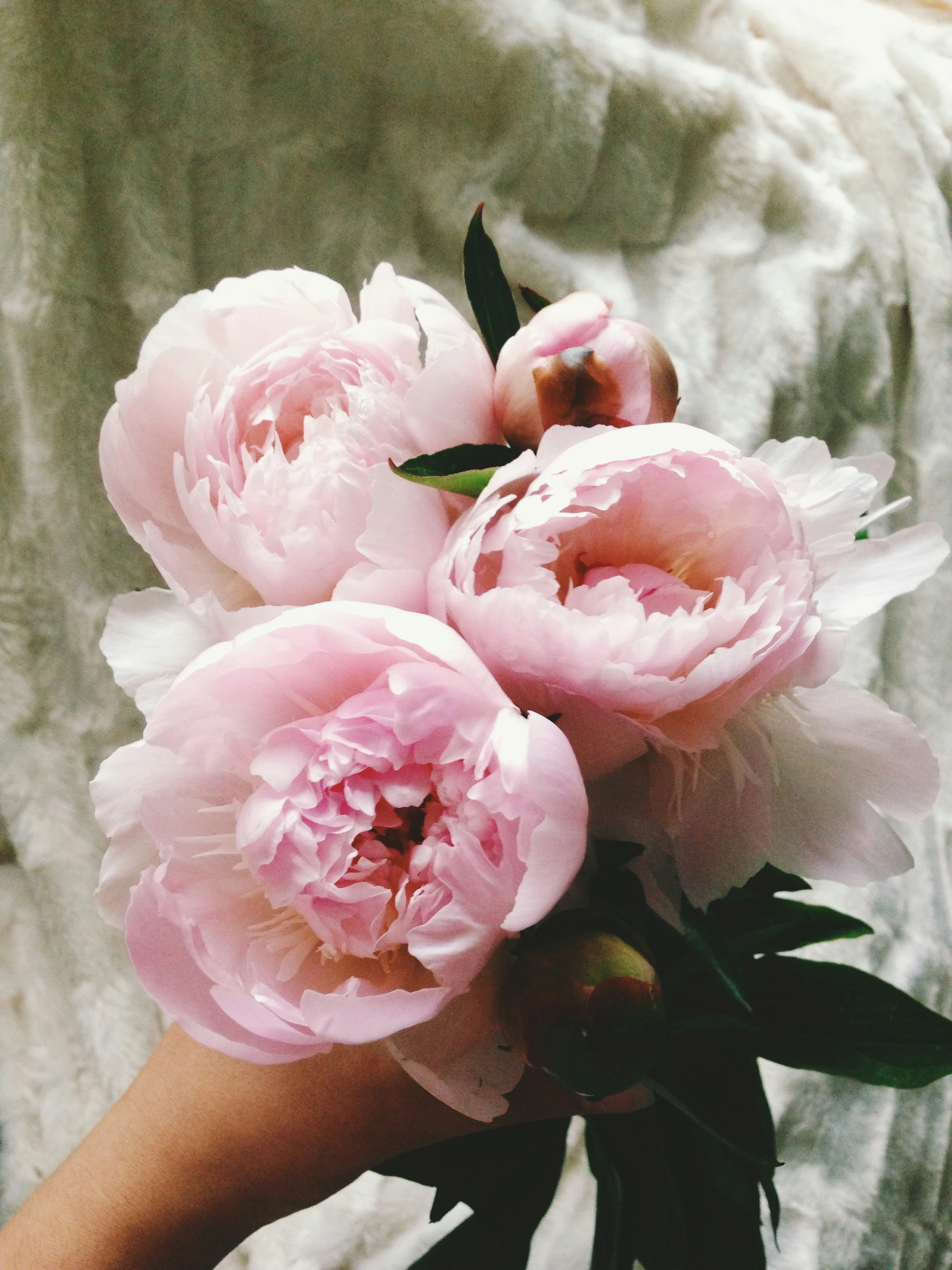 Bride holding a white and blush peony bouquet outdoors