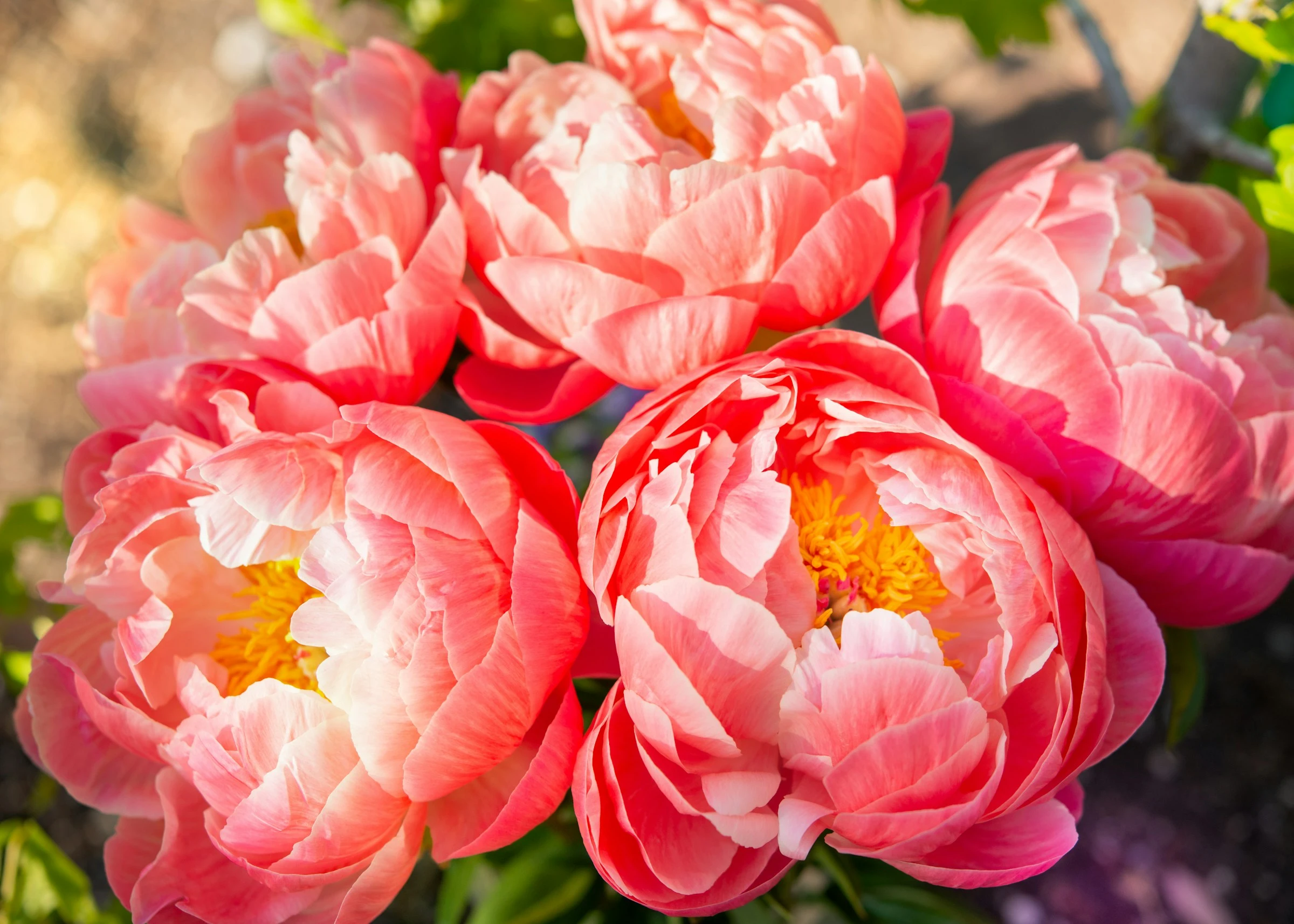 Coral peonies close-up showing layered ruffled petals